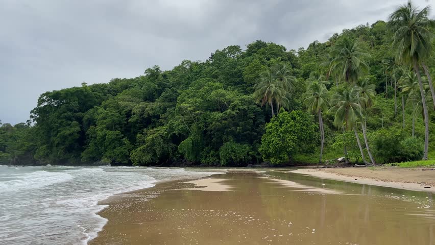 Wide shoreline view of a small bay below a lush hill. A gentle wave skims the edge as wet sand mirrors coconut palms on the right. Dense jungle hugs the water in soft post-rain light.