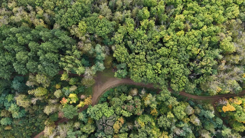 Aerial view of pathways cutting through dense forest with trees displaying a variety of green tones and some autumn colors, Thann, Grand Est, France.
