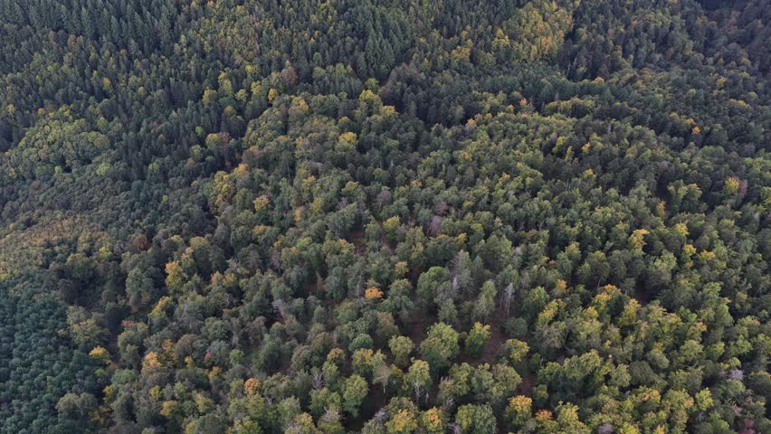 Aerial view of a dense forest in varying shades of green, with hints of yellow and brown signaling the arrival of autumn, Thann, Grand Est, France.