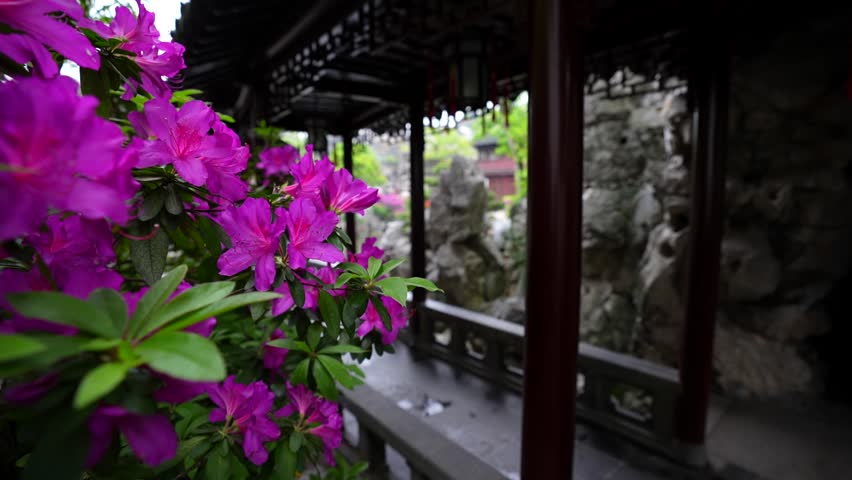 Rack focus between purple flowers in foreground and a tourist walking a corridor at Yuyuan Garden Shanghai China Yuyuan