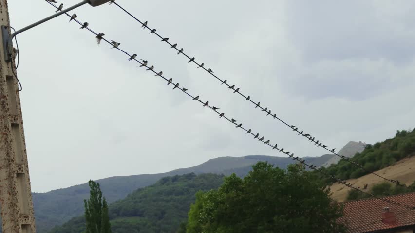 Large group of swallows perching and flying around power lines in a rural mountain setting