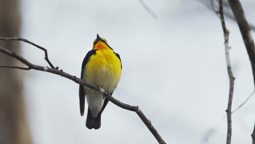 Singing Narcissus Flycatcher male (with voice)