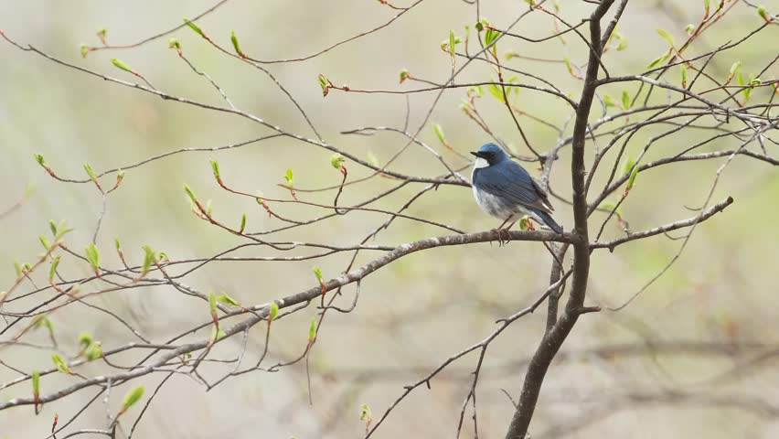 Singing Siberian blue robin male (with voice)