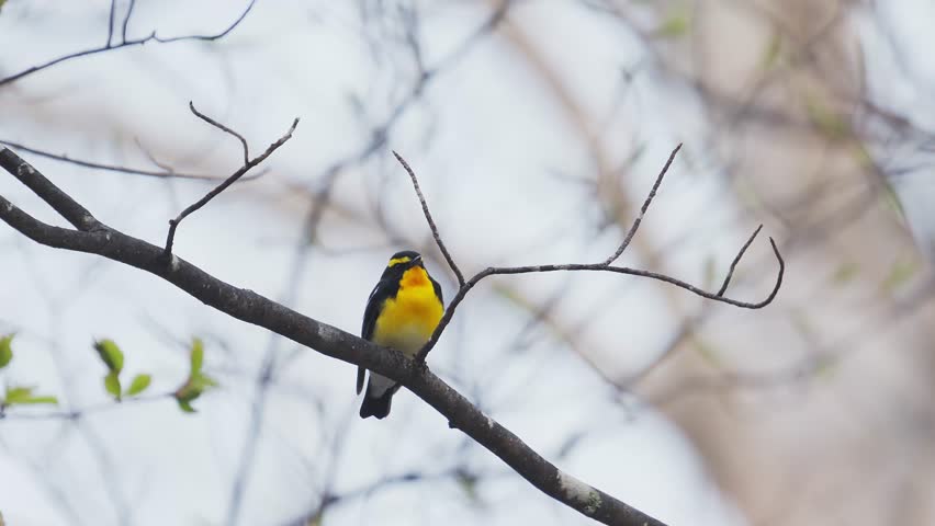 Singing Narcissus Flycatcher male (with voice)