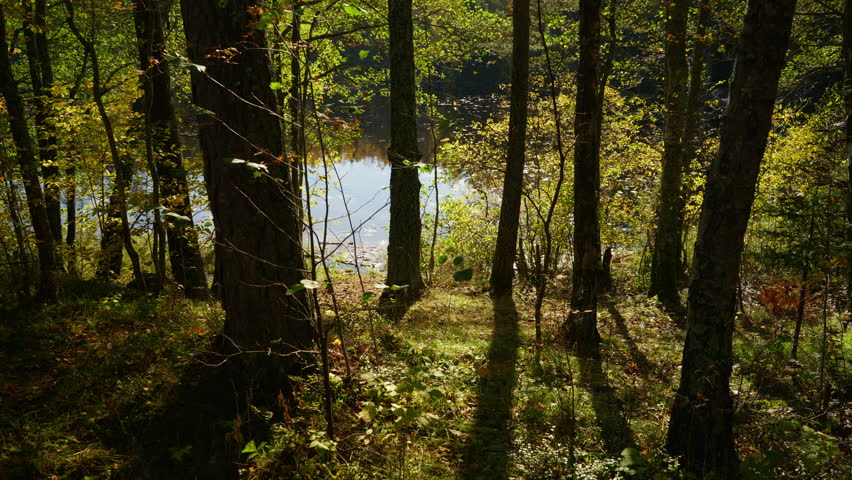 Wide shot of trees in the woods with yellow leaves in the autumn