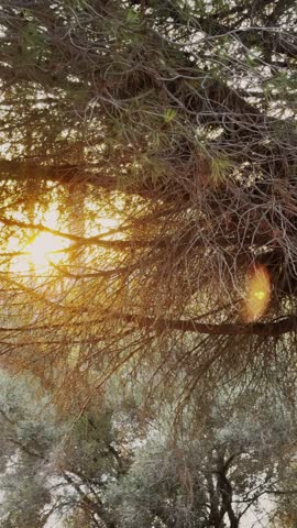 Vertical video, rays of sun shining through the lush tree crown, sunset light through tree branches. High quality 4k footage