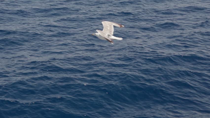 A seagull with wings spread, makes eye contact as it glides over deep blue ocean water. The sea is calm with small ripples, and the bird is captured in crisp detail mid-flight. Slow motion 120 fps.