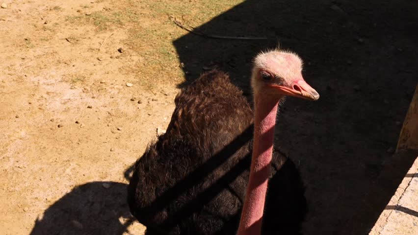 Close up of an ostrich face with curious expression in dry savannah landscape. Large flightless bird looking into camera. Wildlife in natural habitat