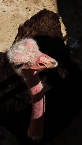 Close up of an ostrich face with curious expression in dry savannah landscape. Large flightless bird looking into camera. Wildlife in natural habitat