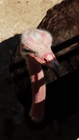 Close up of an ostrich face with curious expression in dry savannah landscape. Large flightless bird looking into camera. Wildlife in natural habitat
