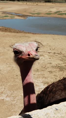 Close up of an ostrich face with curious expression in dry savannah landscape. Large flightless bird looking into camera. Wildlife in natural habitat