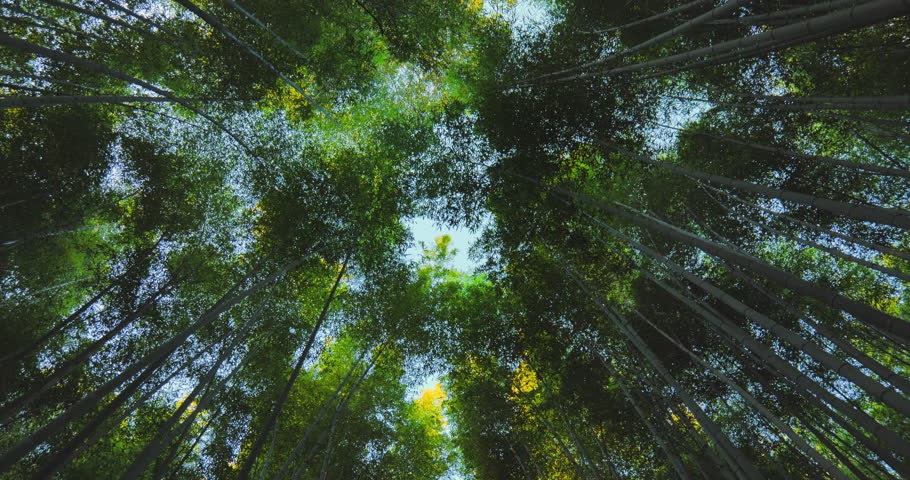 walking through a bamboo forest upside down point of view,arashiyama grove famous travel destination japan