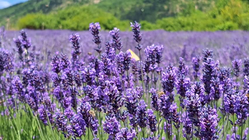 Revealing an Endless Lavender Field. A slow camera tilt-up from a close-up to a wide scenic shot of a blooming lavender farm with bees and butterflies.