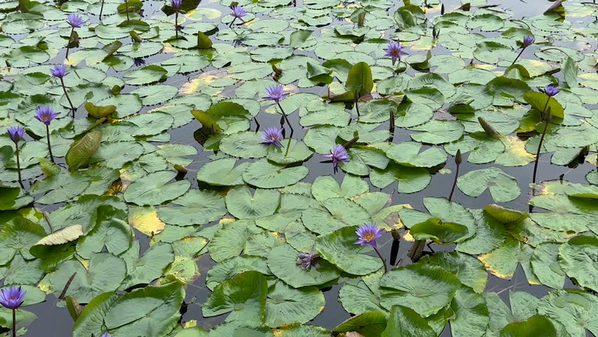 Singapore - Panorama of skyscrapers with a lily pond in front. Look of Marina Bay and Singapore River. View of hotels, financial buildings, Boat Quay, waterfront restaurants. Landmarks.