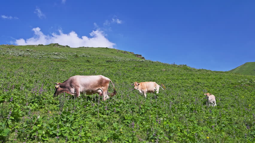 Cow family - a bull, a cow and a calf are grazing on green pasture in mountains of Kyrgyzstan at sunny summer day.