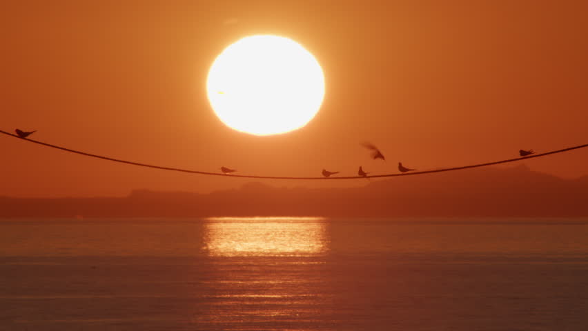 Birds perched on hanging wire with setting sun behind ocean mountains