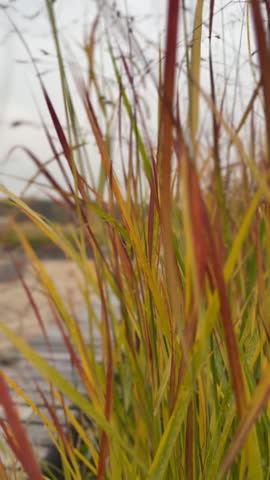 Autumn grasses with blurred background create a natural, colorful texture and serene atmosphere video