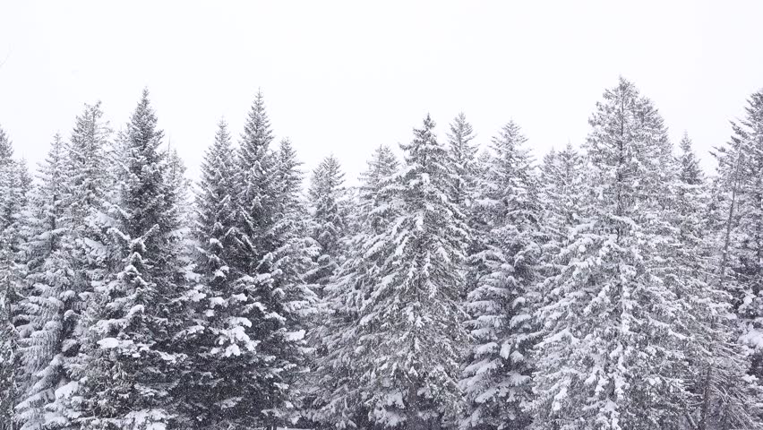 Snow blankets a forest with tall spruce trees. Tatra, Zakopane, Poland