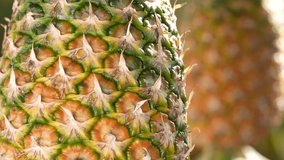 Extreme macro shot of the geometric texture of a ripe MD2 pineapple's skin. The detailed pattern of the spiky scales creates a vibrant, abstract tropical background. - Powered by Shutterstock - Get 15% off with code: PIKWIZARD15