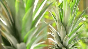A macro shot of pineapple leaves backlit by bright sunlight. The fresh green leaves glow in the sun, creating a vibrant, energetic, and tropical summer background. - Powered by Shutterstock - Get 15% off with code: PIKWIZARD15
