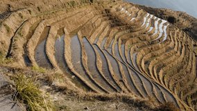 Golden sunlight reveals the elegant curves of the Longsheng rice terraces in China - Powered by Shutterstock - Get 15% off with code: PIKWIZARD15