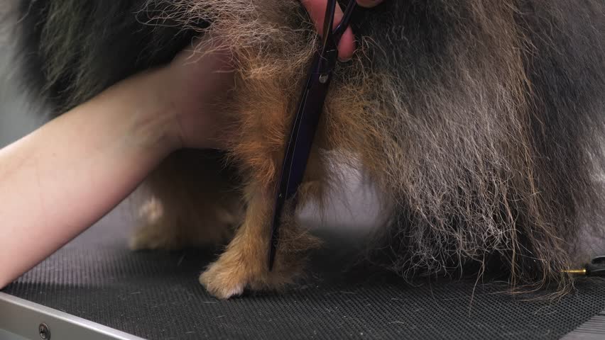 A close-up of a female pet groomer carefully cutting the fur around the paws of a fluffy Pomeranian using scissors. The grooming salon provides pet care services.