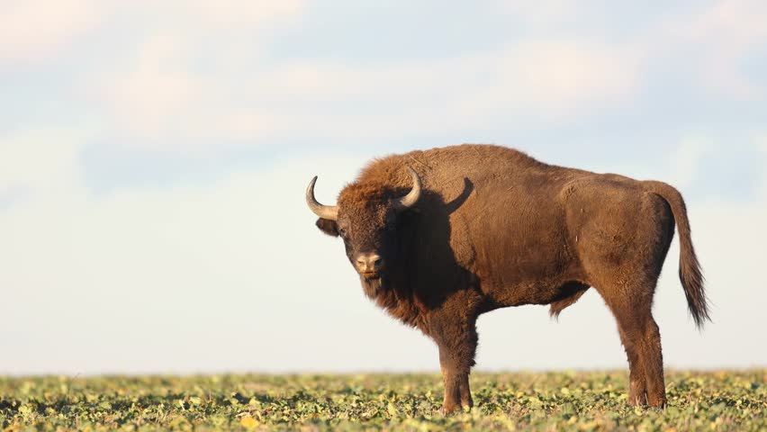 Mammals - wild nature European bison ( Bison bonasus ) Wisent bull standing on the autumn field sundown North Eastern part of Poland, Europe Knyszynska Primeval Forest