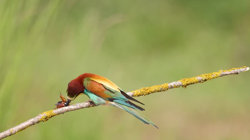European Bee-Eater Merops apiaster perched on branch near breeding colony. Wildlife scene of Nature in Northern Poland - Europe, summer time