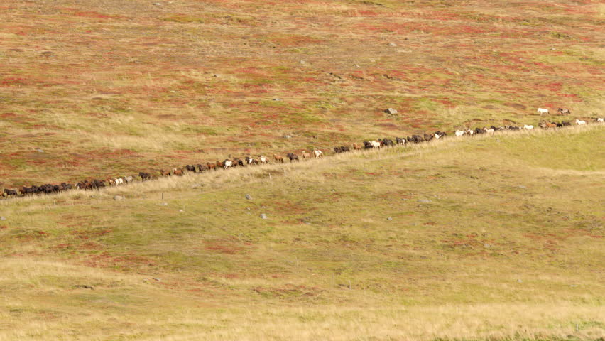 Long line of horses running on colorful autumn moss Iceland