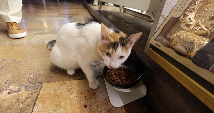 Curious Street Cat Eating Food in Turkish Bazaar – Stray Cat in Istanbul Market Scene in 4K
