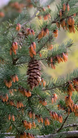 Fir branch with cones. A spruce with cones. Blooming pine tree. Pine twigs with cones. pine branch. Conifer tree.