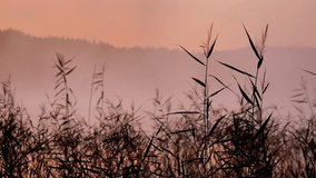 Reeds sway gently in the misty lake near Gothenburg as dawn breaks. The soft light creates a serene atmosphere with reflections on the water. - Powered by Shutterstock - Get 15% off with code: PIKWIZARD15