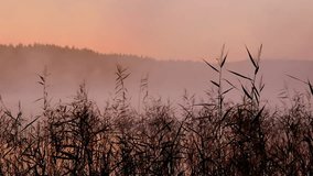 Reeds sway gently in the misty lake near Gothenburg as dawn breaks. The soft light creates a serene atmosphere with reflections on the water. - Powered by Shutterstock - Get 15% off with code: PIKWIZARD15