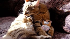 Tabby cat hugging funny stuffed toy. Love and calmness. Sunbeam. Fluffy mixed breed cat. Animal behavior. Humor - Powered by Shutterstock - Get 15% off with code: PIKWIZARD15