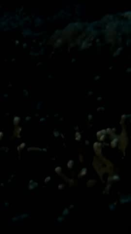 Mating ritual of mandarin fish (Synchiropus splendidus) during dusk. Vibrant pair rising together from coral in synchronized movement. Rare and beautiful spawning moment.