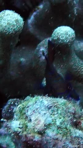 Mandarin fish (Synchiropus splendidus) moving slowly along the reef. Bright colors and unique patterns make it one of the most striking reef species.