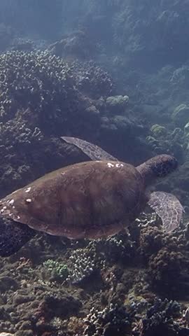 Green sea turtle (Chelonia mydas) gliding through clear tropical waters. Peaceful marine scene with a graceful endangered species.