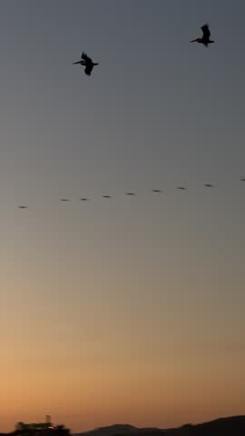Pelicans flying across the sunset sky of San Francisco