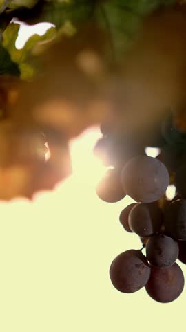 Ripe grapes. very close-up. Big bunches of red juicy ripe grapes and yellowed, sun-bleached foliage of the grapevine, in warm sunset sunlight. vineyard. Grape Growing. viticulture. Winemaking.