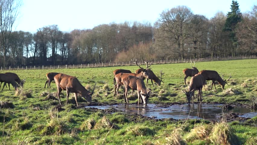 Deer Drinking Water from Pond in Slow Motion – Peaceful Wildlife Nature Scene
