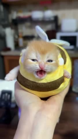 Cute Kitten in Bee Costume Meowing.