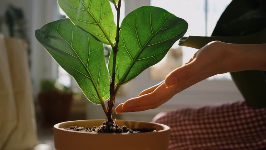 Close-up of hands tenderly watering a stunning fiddle leaf fig plant in a pot. Using a watering can. With soft sunlight streaming in and highlighting the vibrant green leaves in a comfortable setting