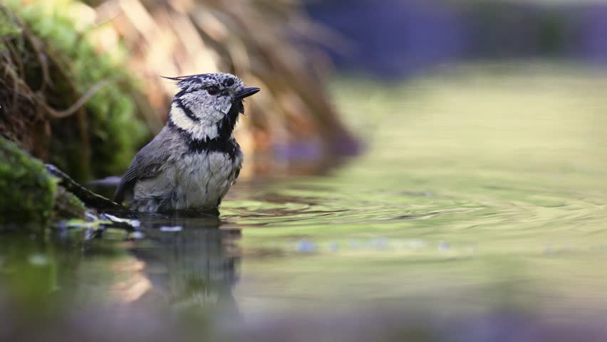 Bird Crested tit Lophophanes cristatus on forest puddle, bird bathing, summer time, Poland Europe