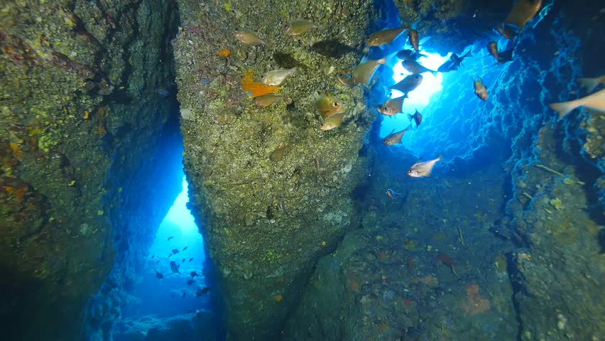 pempheris fish in a cave underwater cave diving
