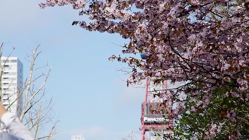 SAPPORO, JAPAN - May. 16 : Japanese Cherry blossoms and Sapporo TV Tower on May