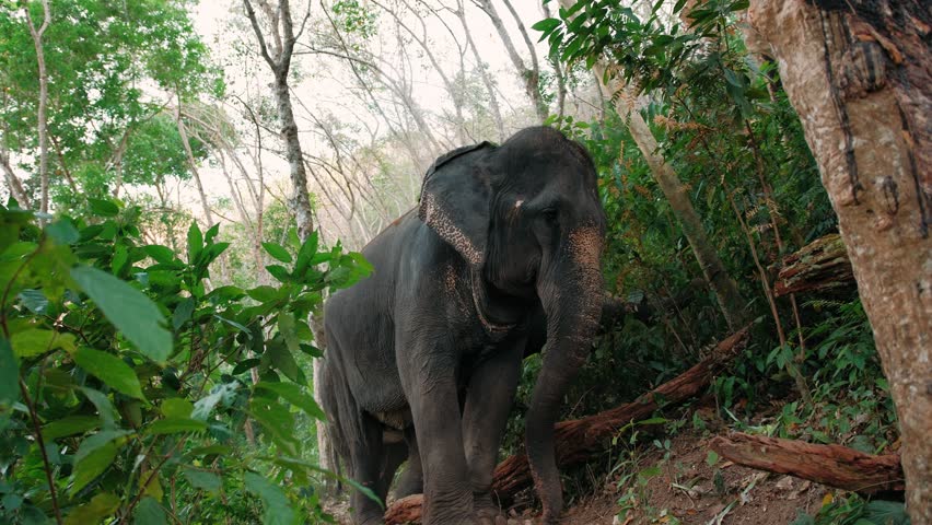Majestic asian elephant in a vibrant thai jungle, skillfully using its trunk to reach fresh leaves, Phuket, Thailand
