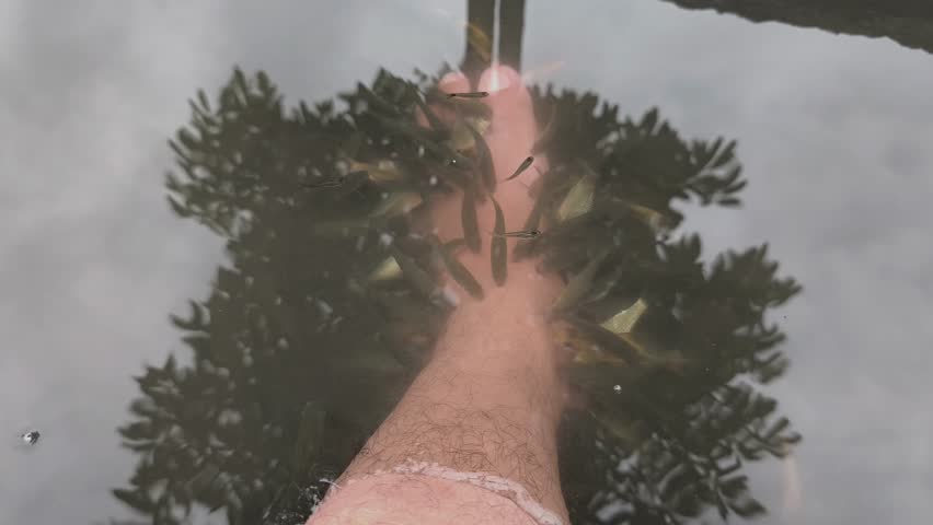 Garra rufa fish bite dead skin from feet during spa therapy.