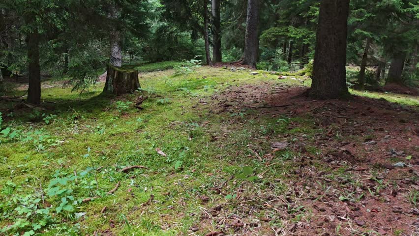Wolf pit remains strategically positioned within lush green forest landscape, revealing historical hunting techniques used in Vosges mountain wilderness during summer daylight