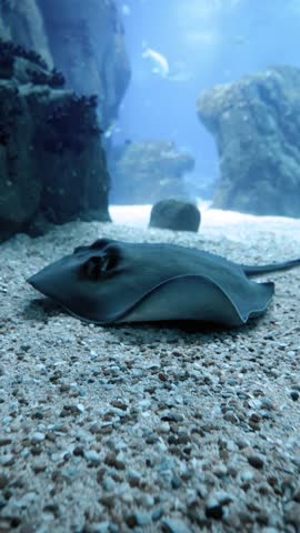 Southern Stingray (Hypanus americanus) Swimming in Aquarium Environment
