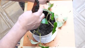 Cute child girl helps her grandmother transplanting plants. They are engaged in gardening at home. Real life, real people. Authentic - Powered by Shutterstock - Get 15% off with code: PIKWIZARD15
